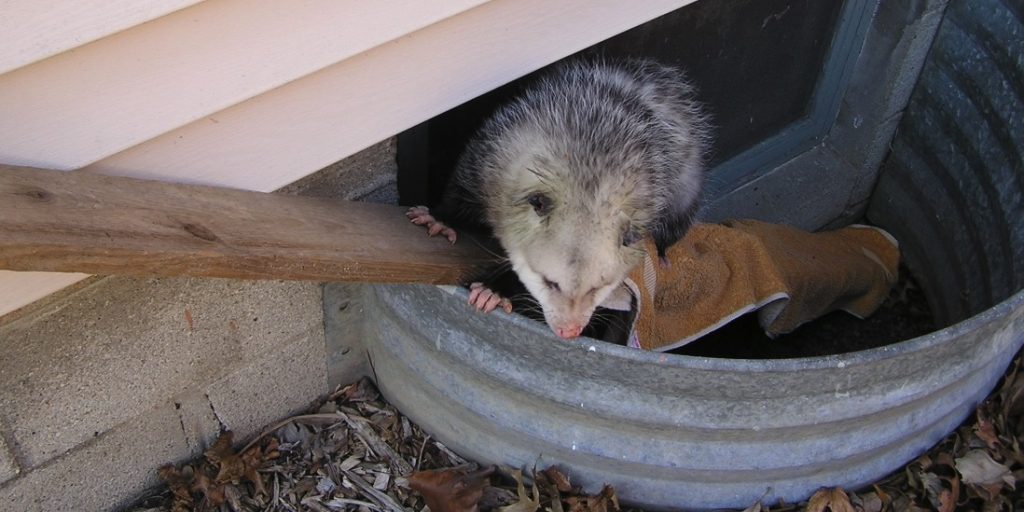 A Virgina opossum that fell into a window well makes its way out by climbing up a board covered with a towel. Window well covers prevent wildlife from falling into the window well.