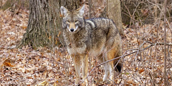 home-coyote-3
