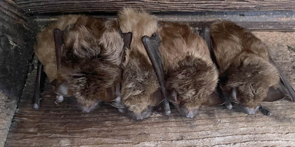 bats under eaves