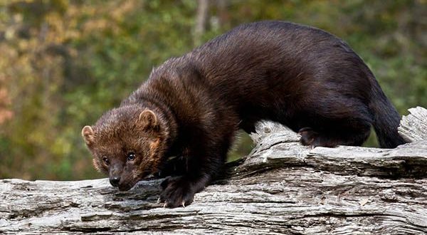 Fisher - Tuesday Pennanti