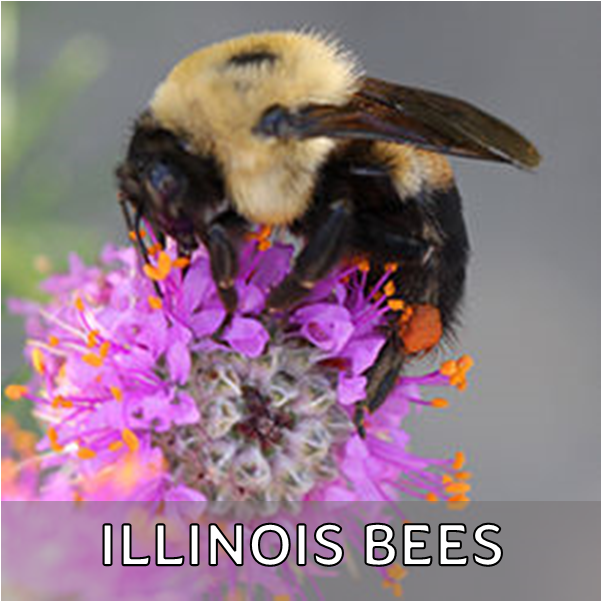 Click for more information about bees in Illinois