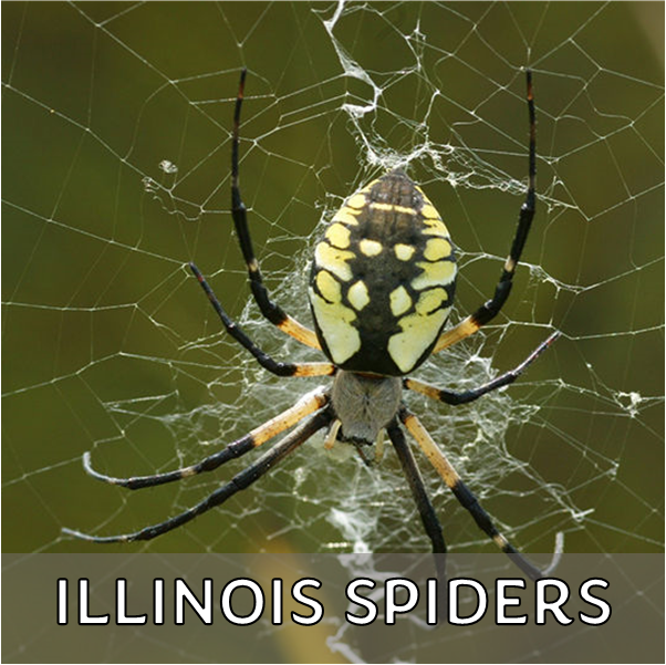 Click for more information about spiders in Illinois