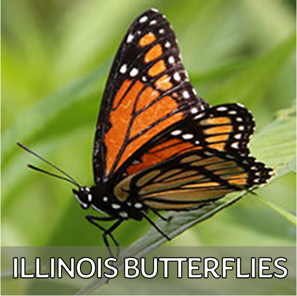 Click for more information about butterflies in Illinois
