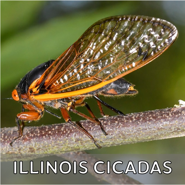 Click for more information about cicadas in Illinois