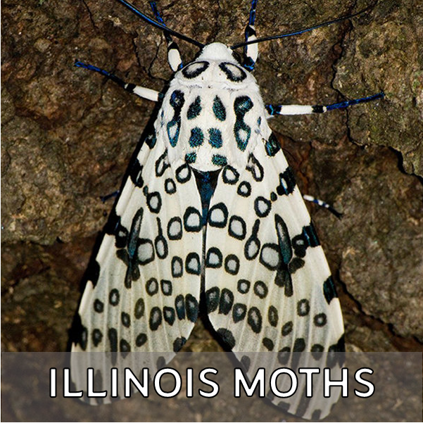 Click for more information about moths in Illinois