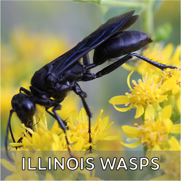 Click for more information about wasps in Illinois