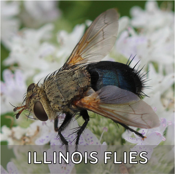 Click for more information about flies in Illinois
