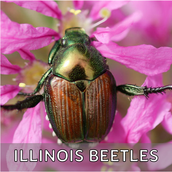 Click for more information about beetles in Illinois
