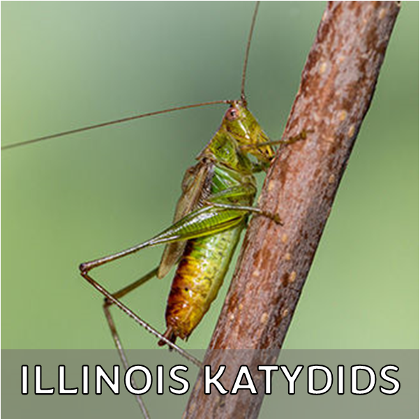 Click for more information about katydids in Illinois