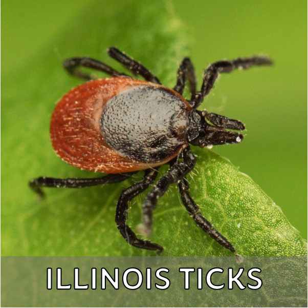 Click for more information about ticks in Illinois