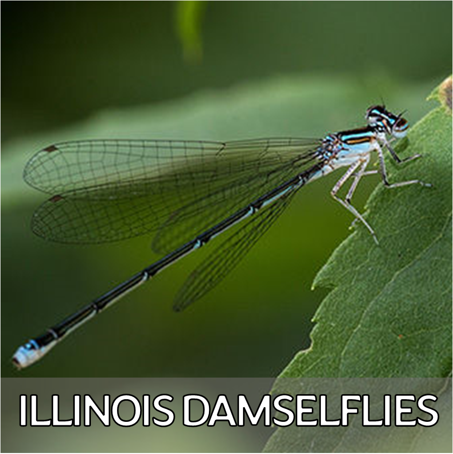 Click for more information about damselflies in Illinois