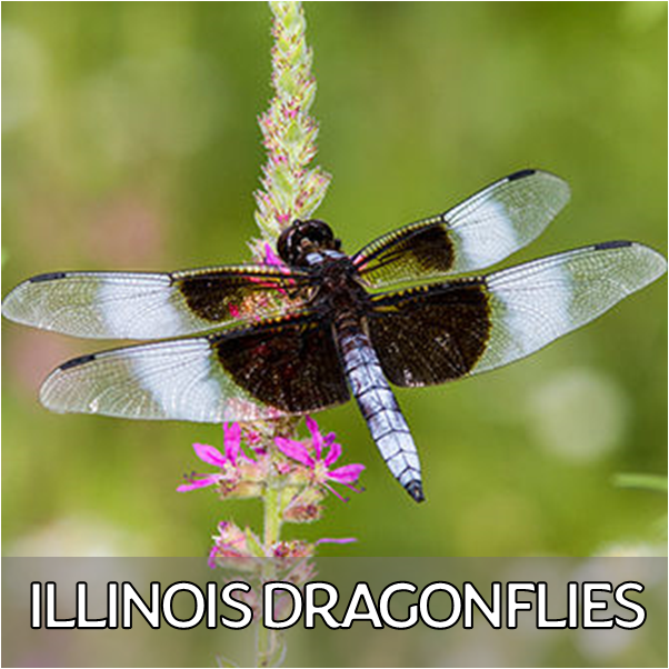 Click for more information about dragonflies in Illinois