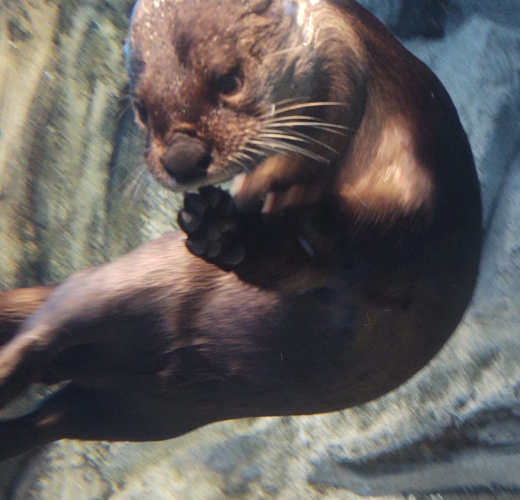 River Otter