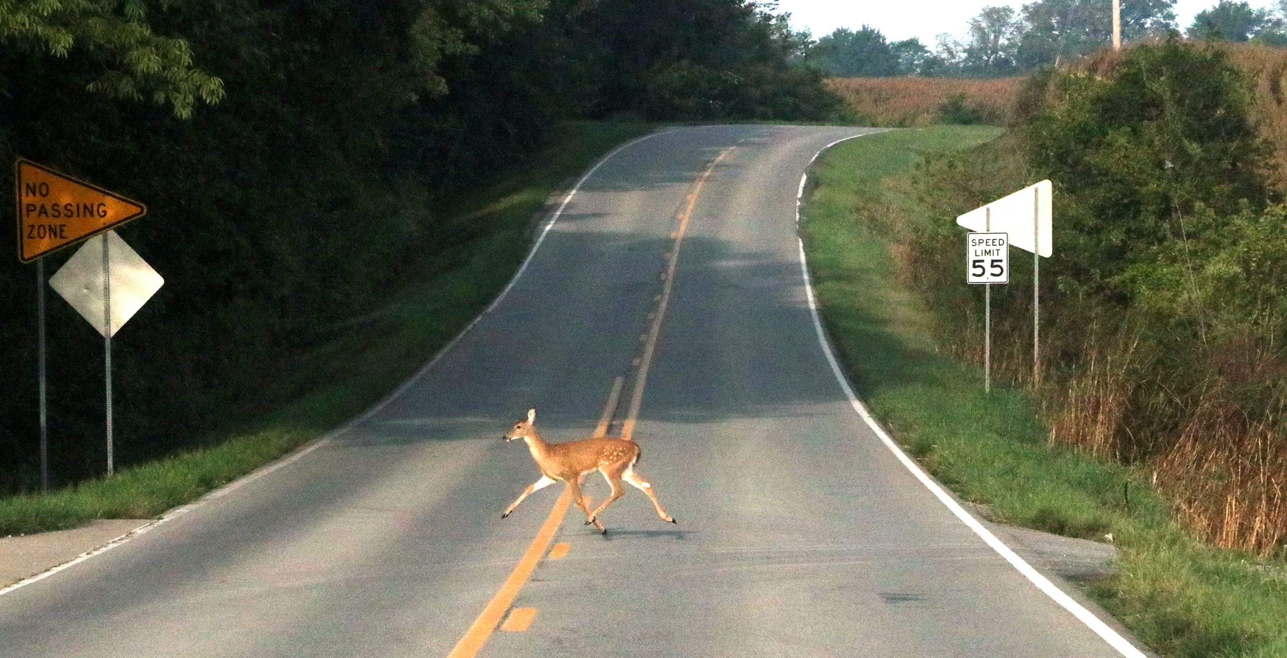 Deer crossing road
