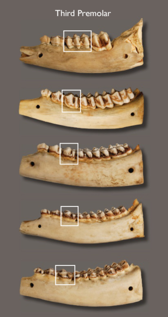 A photo of five deer jaws focused on the third premolar to highlight how the wear on a deer's teeth can help determine their age.