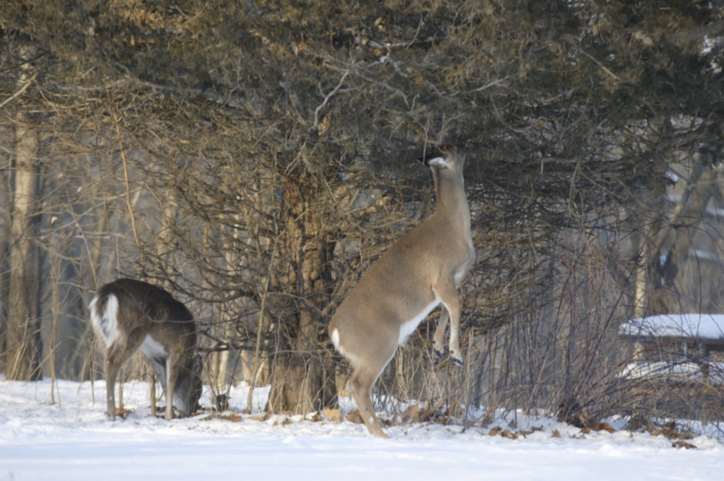 Two white-tailed deer browsing vegetation during a snowy winter.