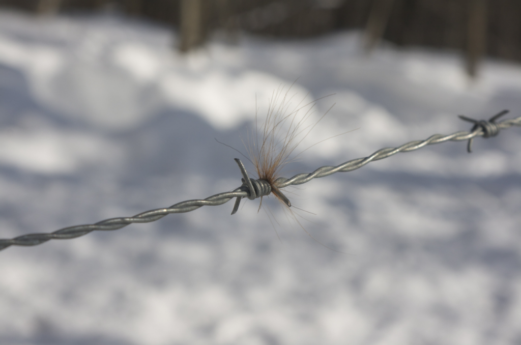 A tuft of deer hair caught on a barbed wire fence.