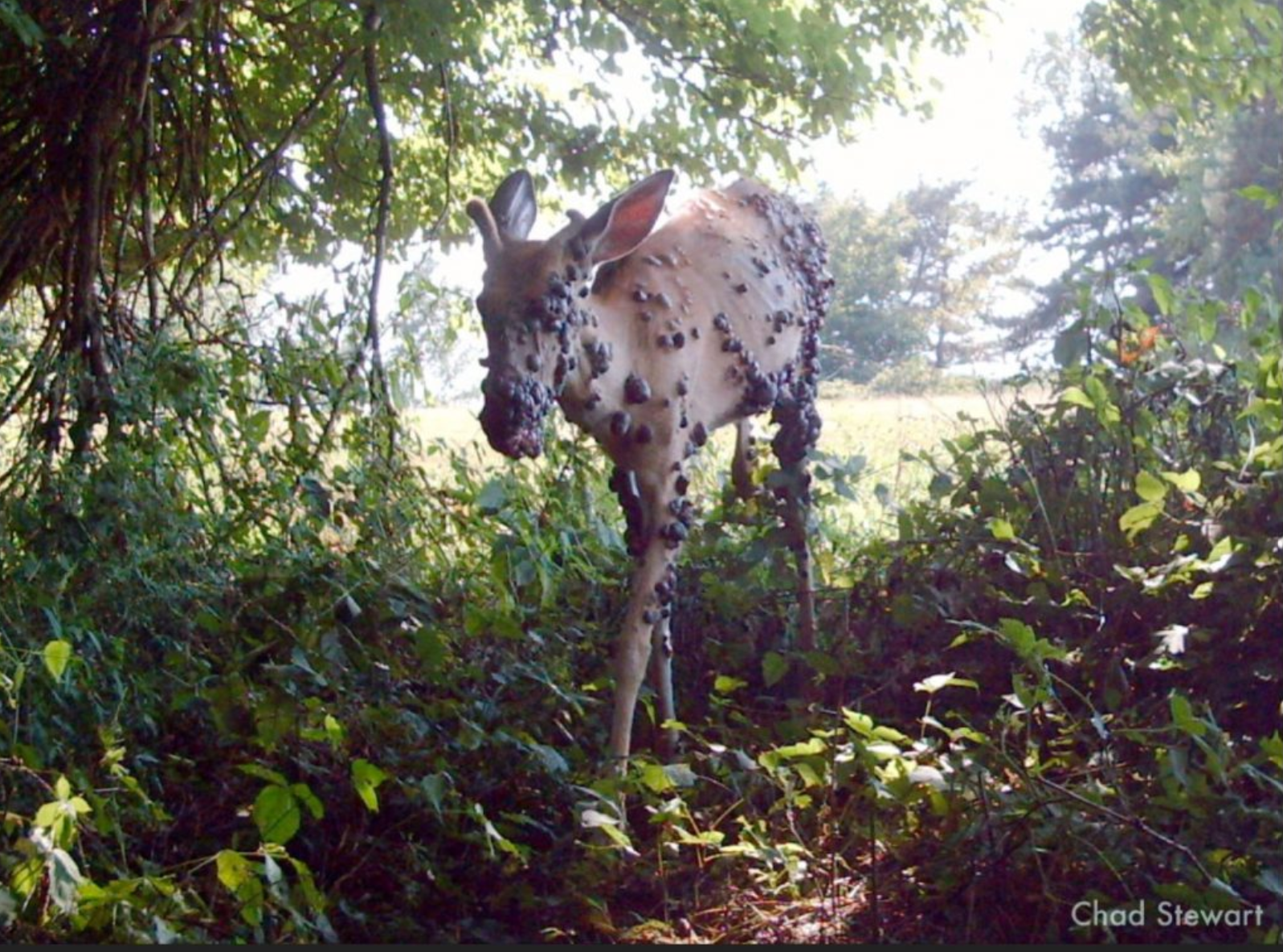 A white-tailed deer covered in cutaneous fibromas.