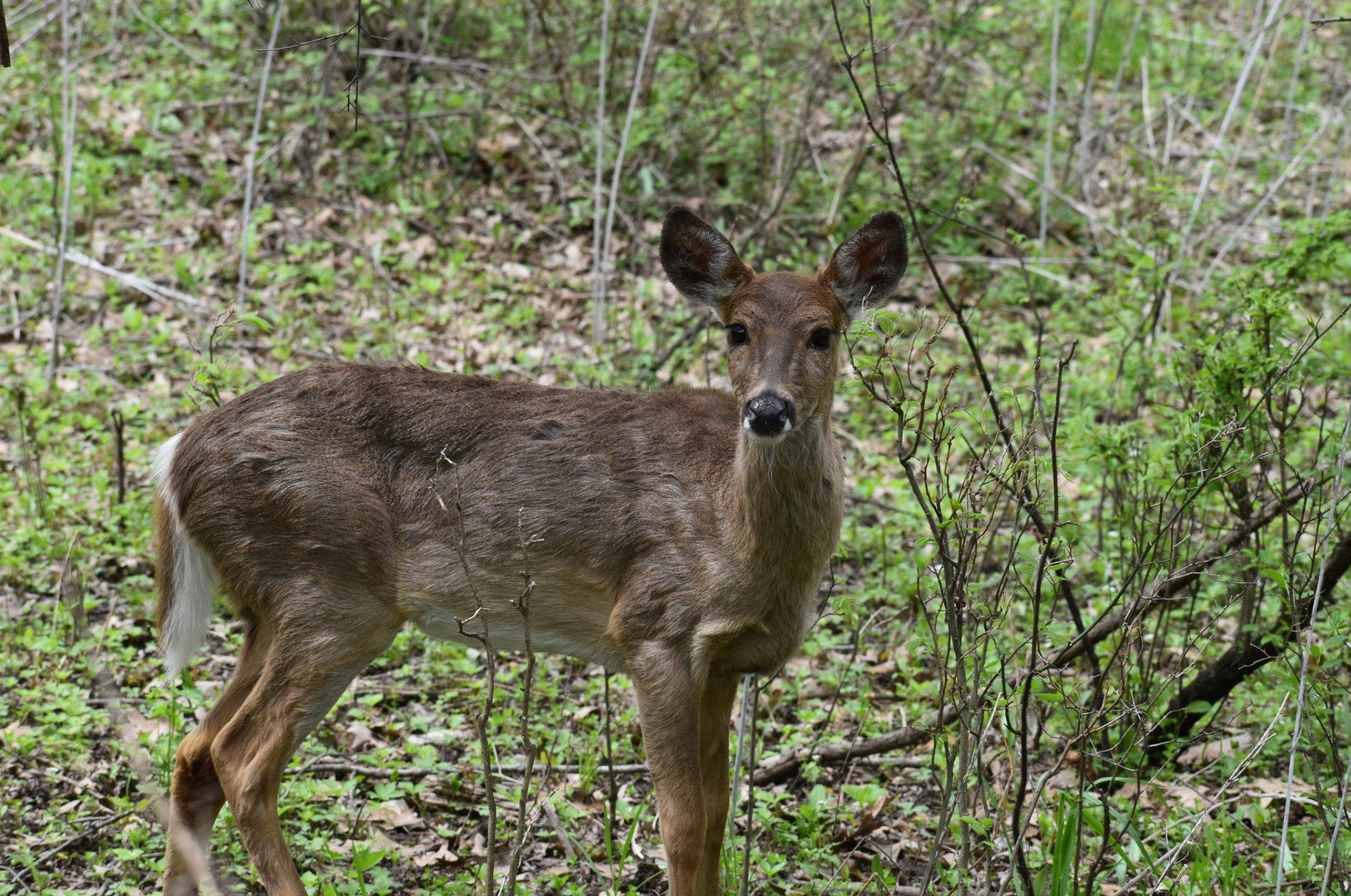 A female white-tailed deer stands in the woods.