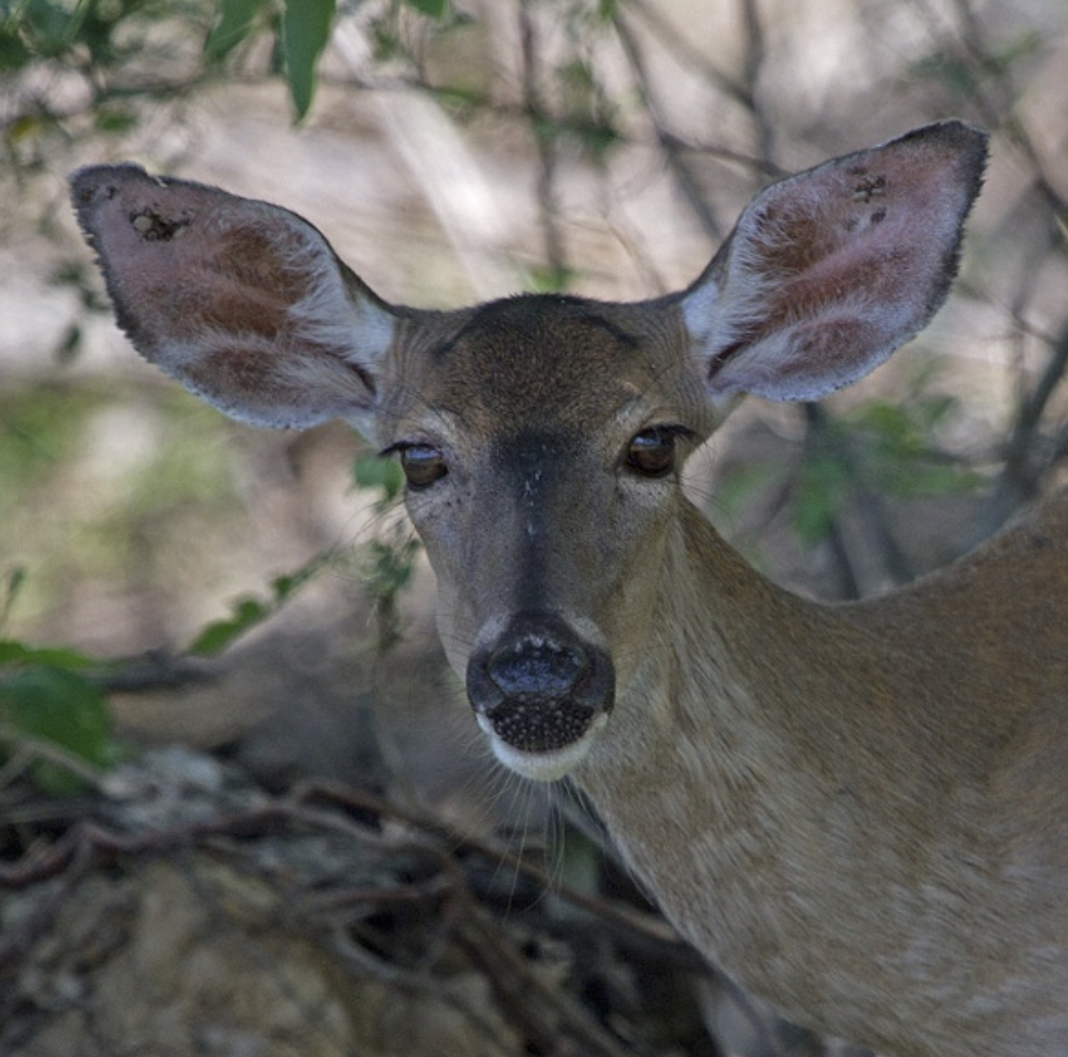 A close-up photo of a female white-tailed deer with several engorged ticks on her ears.