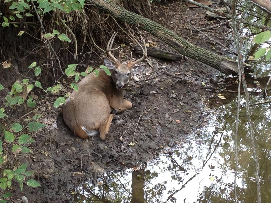 Shelby County Buck By Water