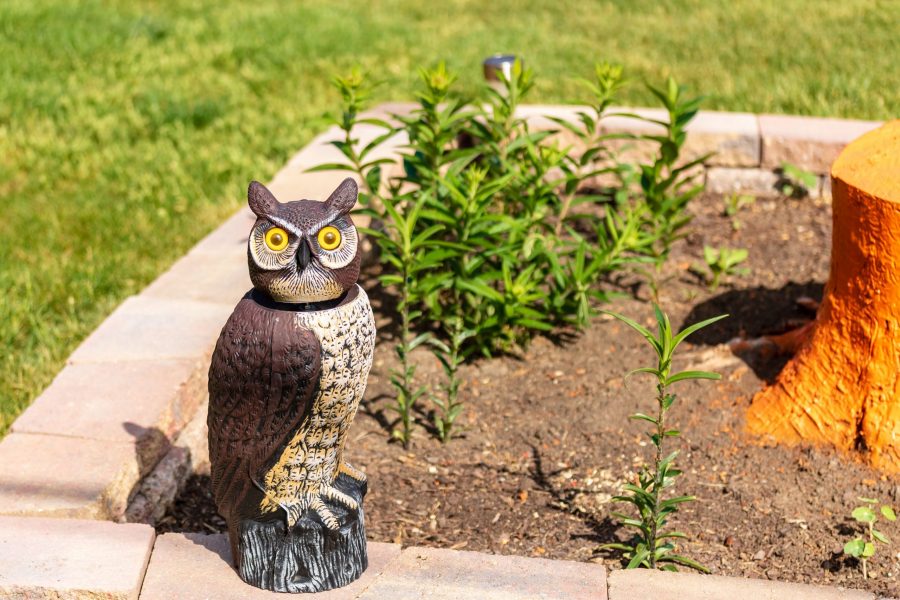 woodsy the decoy owl  protecting the garden plants