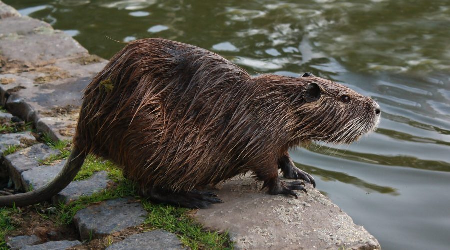 Nutria coypu near the lake in city park.