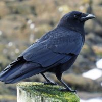 Adult American crow