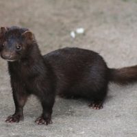 American mink standing on concrete.