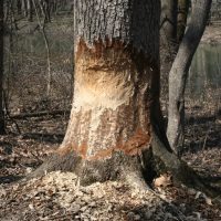 Close up of a tree with beaver damage. Teeth marks are clearly visible.