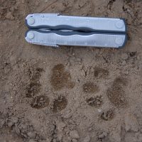 Two bobcat tracks in sandy soil, next to a multitool for scale.