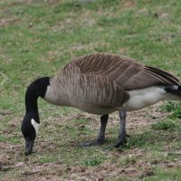 Canada geese can be identified by the black head and neck, white check patch, and gray-brown back. Males and females look similar.