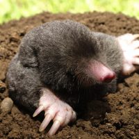 An Eastern mole coming out of its burrow.