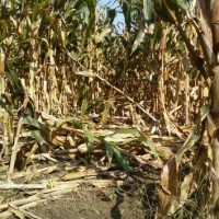 Corn damaged by feral swine. Deer, beaver and raccoons can also cause serious damage to corn fields.