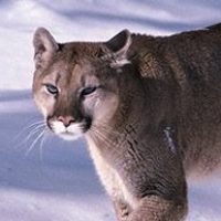 Close-up of a cougar.