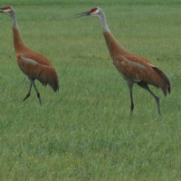 Sandhill cranes are tall birds with a red cap, white cheek patch and gray feathers that sometimes take on a rusty color.