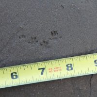 Deer mouse tracks next to a tape measure.