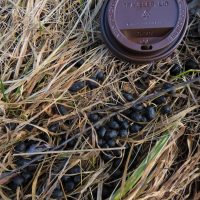 Deer pellets in the grass near a coffee lid for scale.