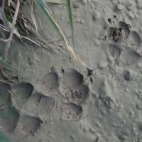 The two tracks on the left are dog tracks. The smaller, more oval shape track on the right is from a coyote.
