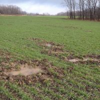 Damage to wheat field caused by feral swine rooting.