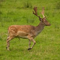 Male fallow deer have white spots and antlers that are wider and flattened compared to a white-tailed deer. Fallow deer are not native to Illinois.