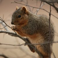Fox squirrel sitting in a tree. Fox squirrels are larger than the other tree squirrels with large, bushy tails, grizzled gray and brown fur and rusty colored fur on their underside.