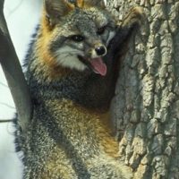 Close-up of a gray fox in a tree.