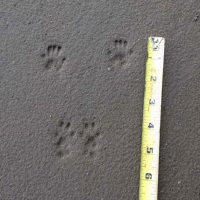Set of gray squirrel tracks in sand next to a tape measure.