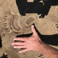 Photo of a black bear track with man's hand for scale.