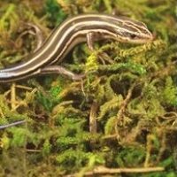 Common five-lined skink