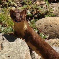 Long-tailed weasel Feature photo