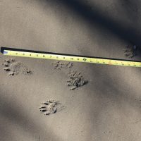 American mink tracks next to tape measure.