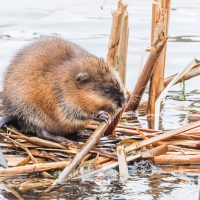 Muskrats have thin, vertically flattened tails.
