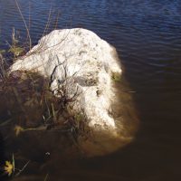 Muskrats often use the same latrine. This one is on rock in the water.